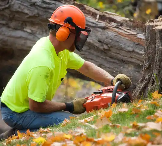 tree services Senecaville